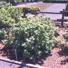 Red Lake Currant #2 - Image 2
